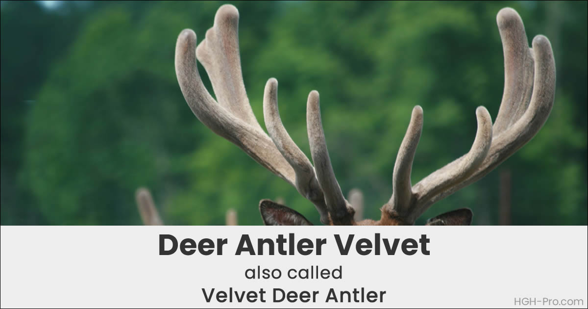 Deer Antler Velvet Quality Proper Processing And Animal Welfare