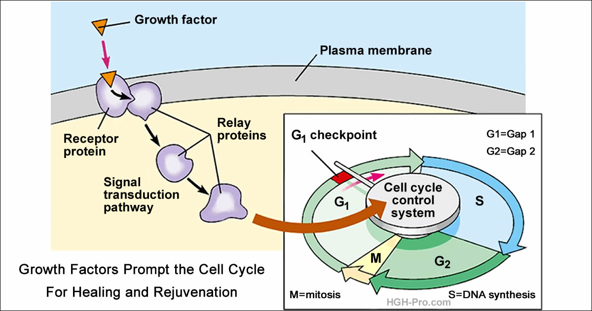 The Roles Growth Factors Play in Healing and Healthy Aging