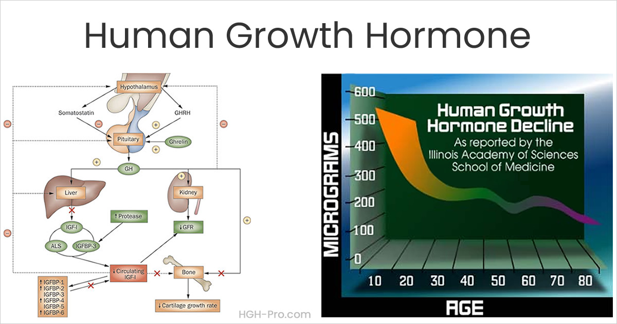 What Growth Hormone is and Why We Need It Throughout Life