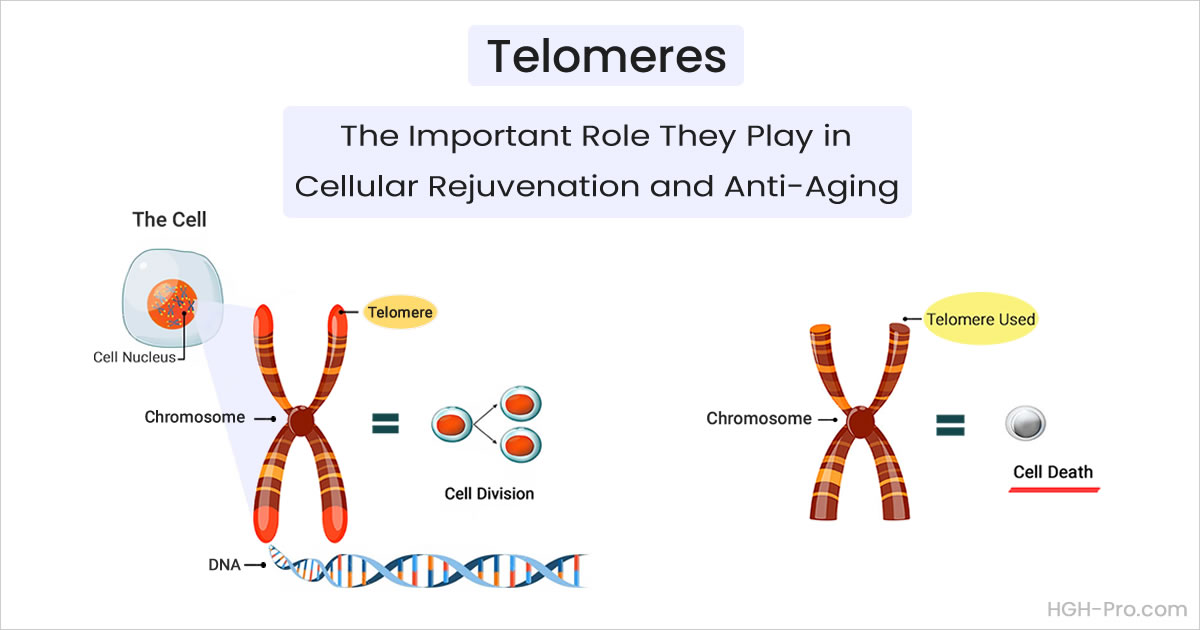 Telomeres The Important Role They Play In Health And Longevity